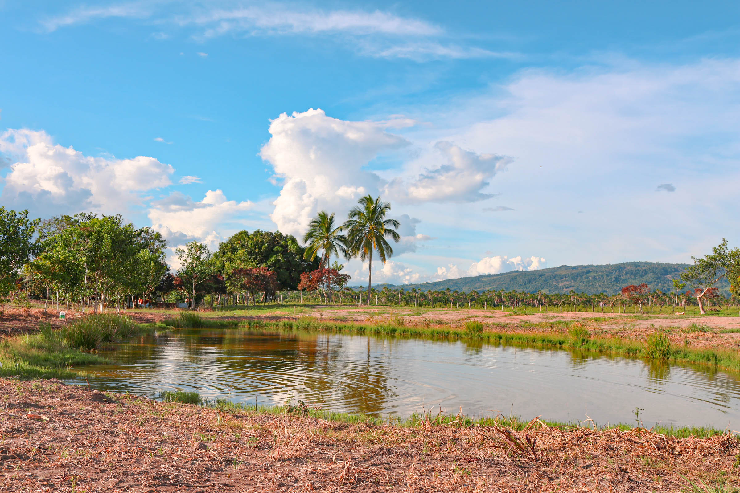 OASIS DEL MAYO