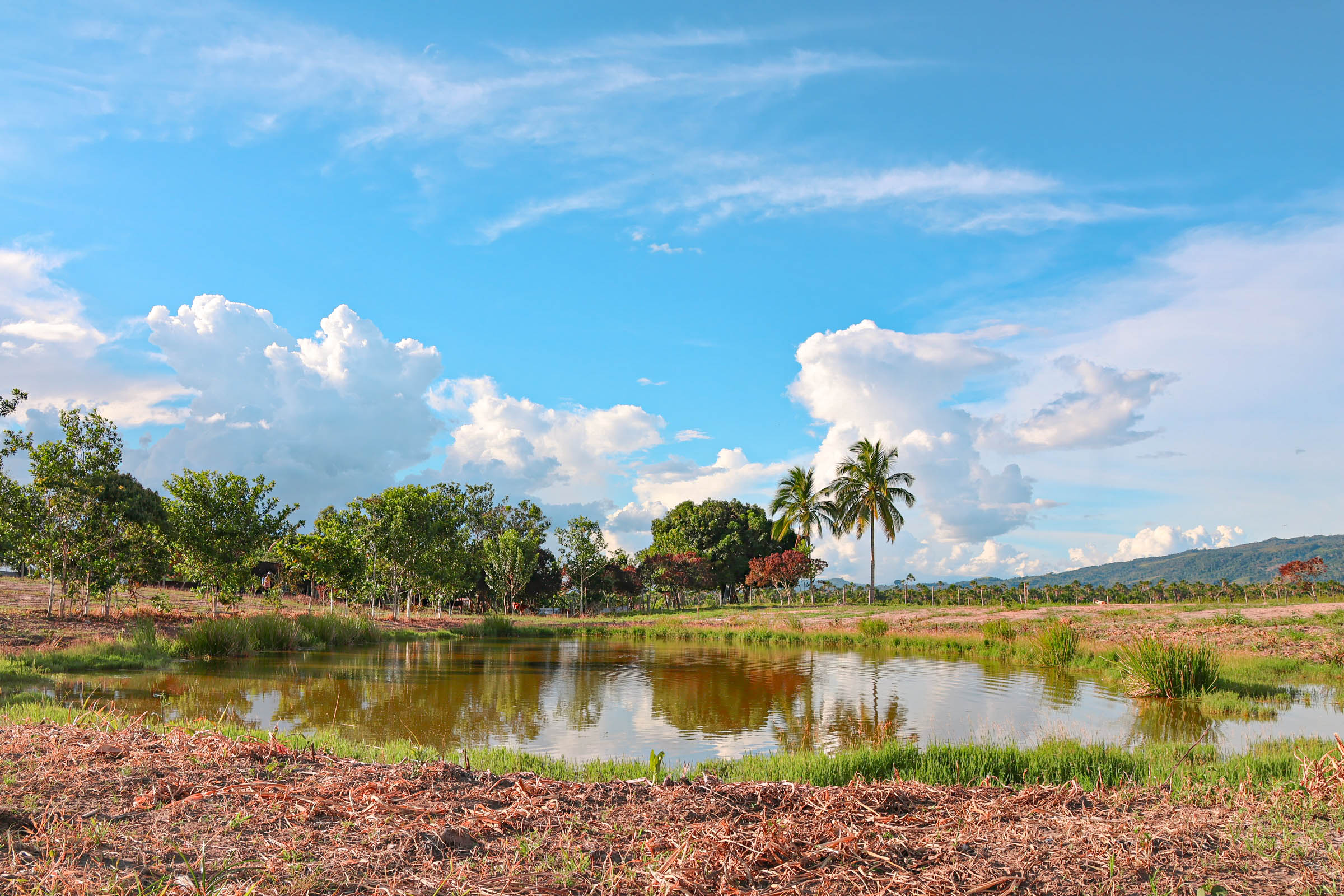 OASIS DEL MAYO